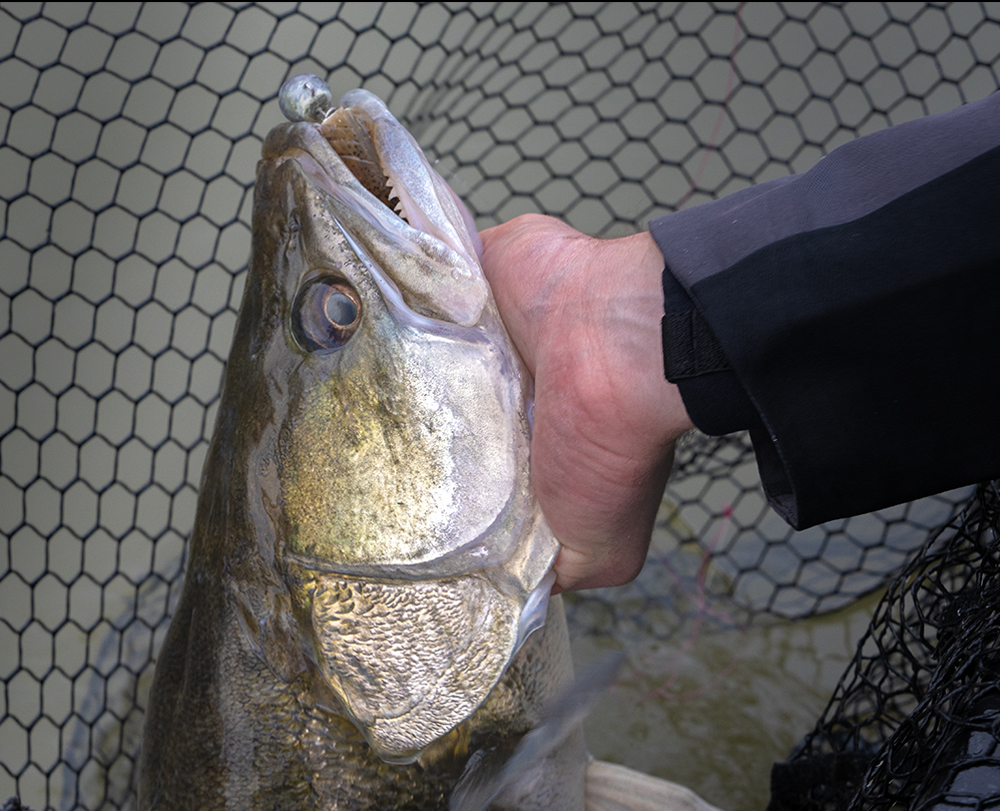 Photo d'un sandre geant prit en lac de barrage dans le macif central
